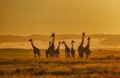 a Gerhard Krömer - Giraffen am Morgen vertreiben Kummer und Sorgen